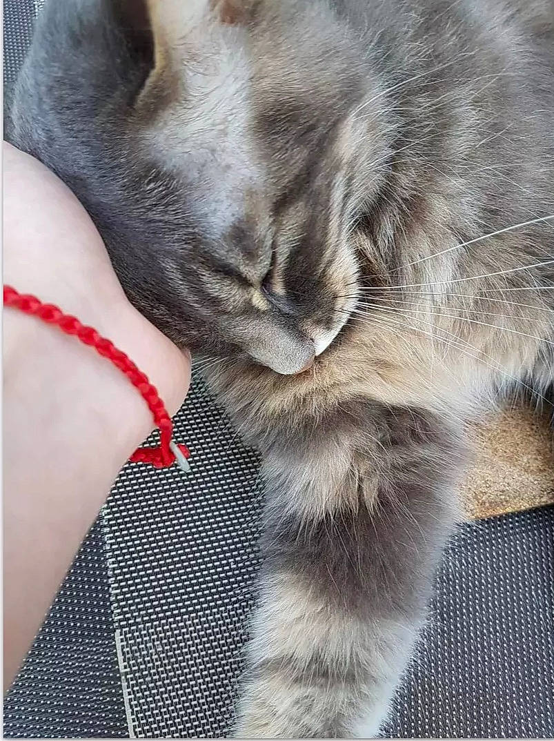 Sterenn participe au concours pour gagner de l'argent avec cette photo : carnivore, cat, claw, close_up, comfort, domestic_short_haired_cat, fawn, felidae, foot, fur, gesture, grey, paw, small_to_medium_sized_cats, snout, suit, tail, textile, tie, whiskers