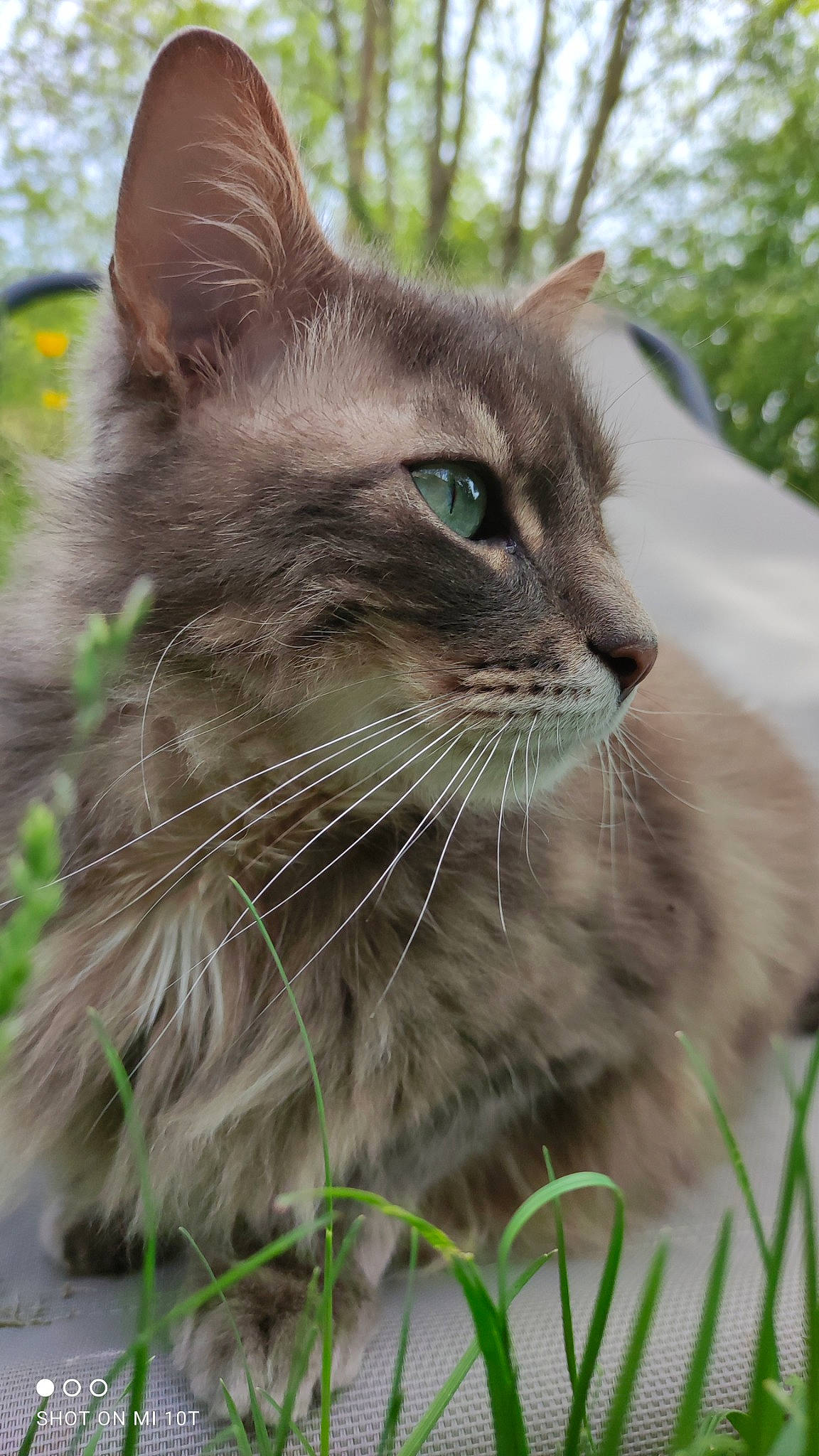 Sterenn participe au concours pour gagner de l'argent avec cette photo : carnivore, cat, close_up, domestic_short_haired_cat, event, fawn, felidae, fur, grass, iris, mammal, plant, small_to_medium_sized_cats, snout, terrestrial_animal, tree, whiskers, wildlife