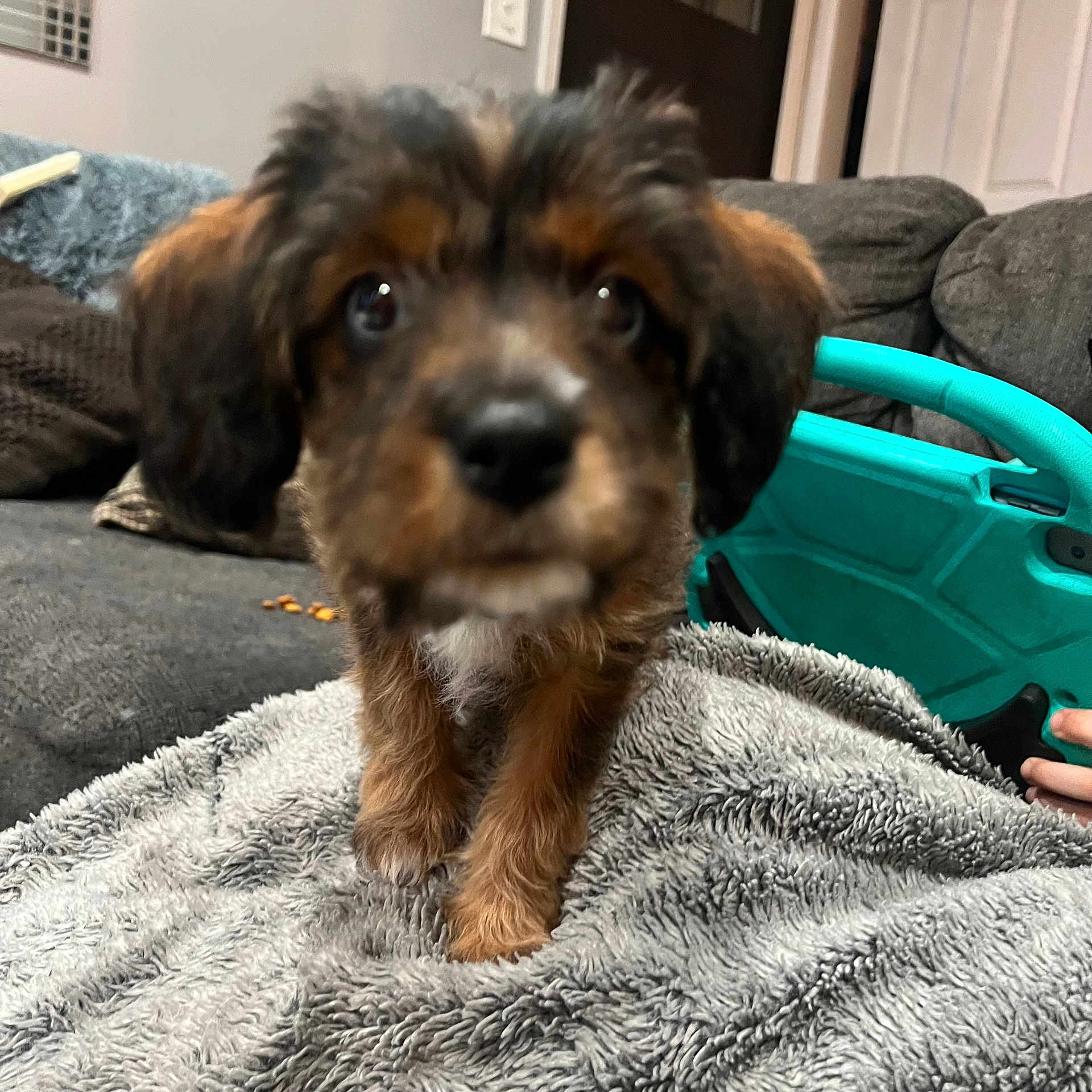 Charlie joined the competition — help win amazing prizes! animal, black_nose, blurred, brown_fur, close_up, couch, cozy, curious, cute, dog, ears, fluffy_blanket, front_paws, furniture, indoor, living_room, pet, puppy, soft_texture, young_dog