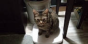 Lucy is registered to the contest to win money with this photo: cat, tabby, scale, indoor, floor, tile, bucket, furniture, shadow, pet, animal, domestic, household, calm, sitting, quiet, dim_light, home, resting, curious