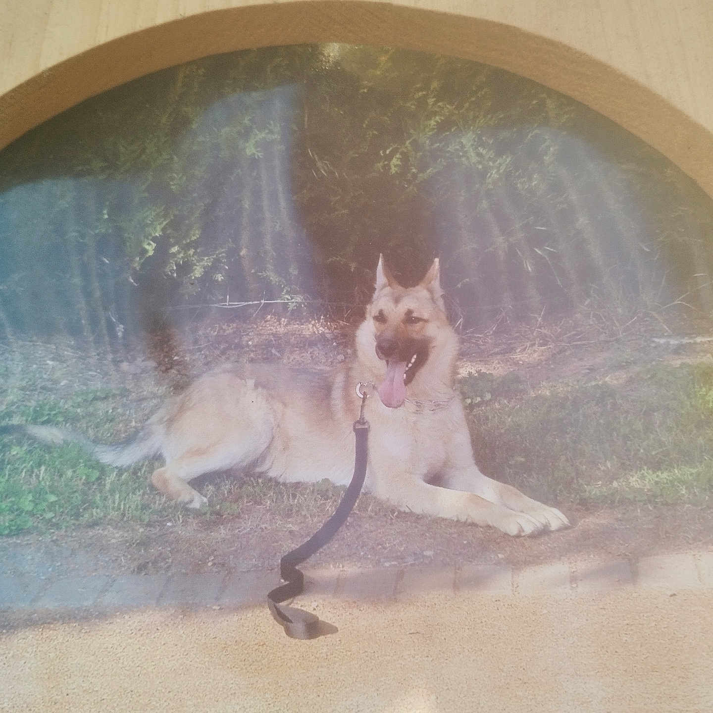 Erox participe au concours pour gagner de l'argent avec cette photo : animal, canine, daytime, dog, ears, fur, german_shepherd, grass, greenery, happy, leash, lying_down, nature, outdoor, path, pet, reflection, resting, sunlight, tongue_out