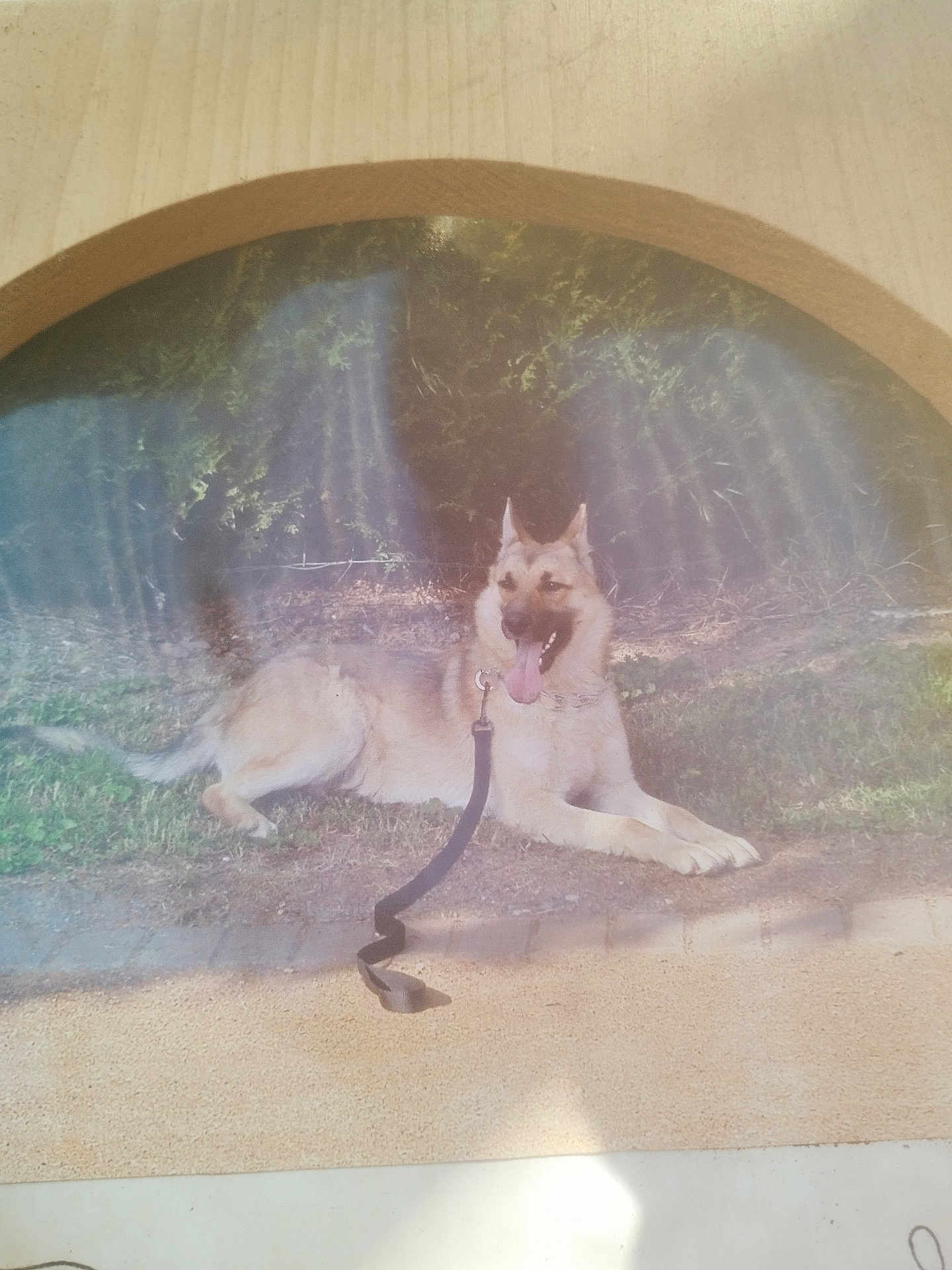 Erox participe au concours pour gagner de l'argent avec cette photo : dog, german_shepherd, leash, grass, outdoor, tongue_out, lying_down, sunlight, reflection, path, nature, pet, canine, animal, fur, ears, happy, daytime, greenery, resting