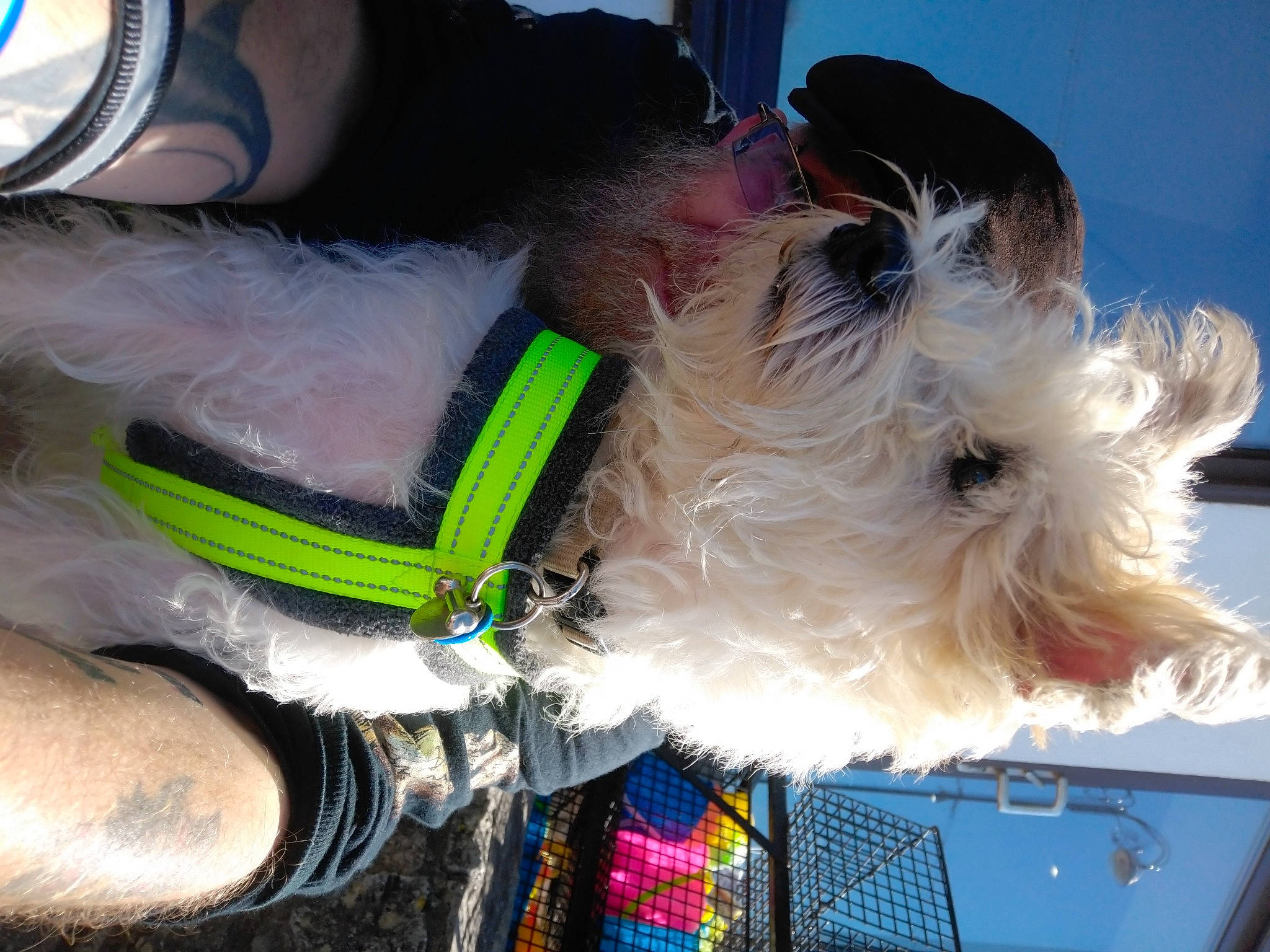 Homer is registered to the contest to win money with this photo: canidae, carnivore, collar, companion_dog, dog, dog_breed, dog_collar, dog_supply, eyewear, fashion_accessory, fawn, fur, leash, personal_protective_equipment, snout, sporting_group, sunglasses, toy_dog, working_animal, wrist