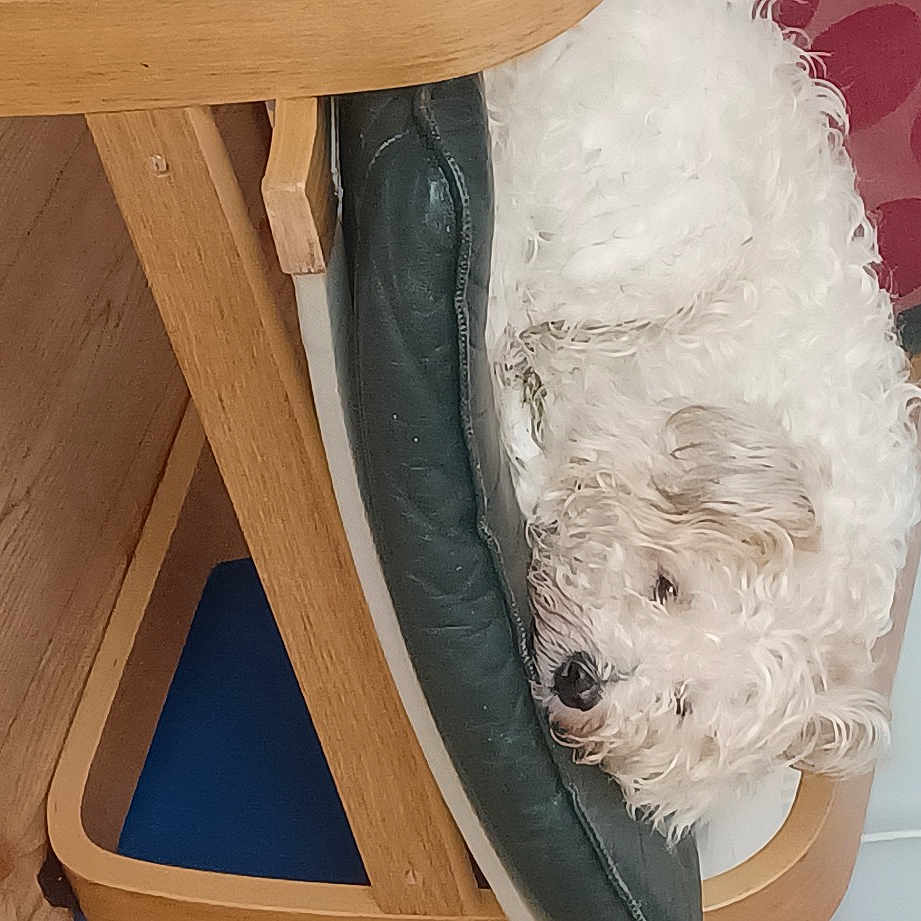 Homer joined the competition — help win amazing prizes! canidae, carnivore, companion_dog, dog, dog_breed, flooring, fur, giant_dog_breed, hardwood, non_sporting_group, plywood, samoyed, sporting_group, wood, wood_stain, working_animal