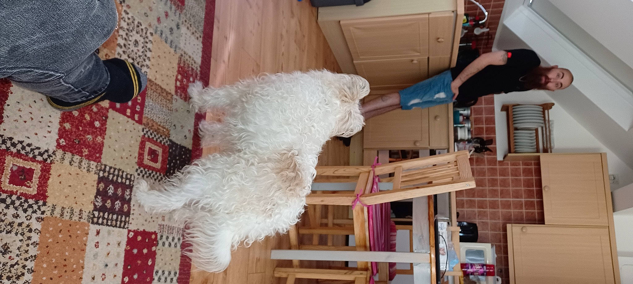 Homer joined the competition — help win amazing prizes! cabinetry, canidae, carnivore, companion_dog, dog, dog_breed, fawn, flooring, fur, hardwood, non_sporting_group, pattern, room, shipping_box, sporting_group, tail, terrier, toy_dog, wood, wool