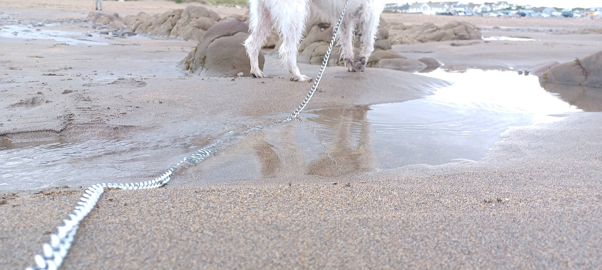 Homer is registered to the contest to win money with this photo: beach, carnivore, coast, companion_dog, dog, dog_breed, fawn, mud, ocean, sand, sea, seabird, soil, sporting_group, tail, tide, water, wave, wind_wave, working_animal