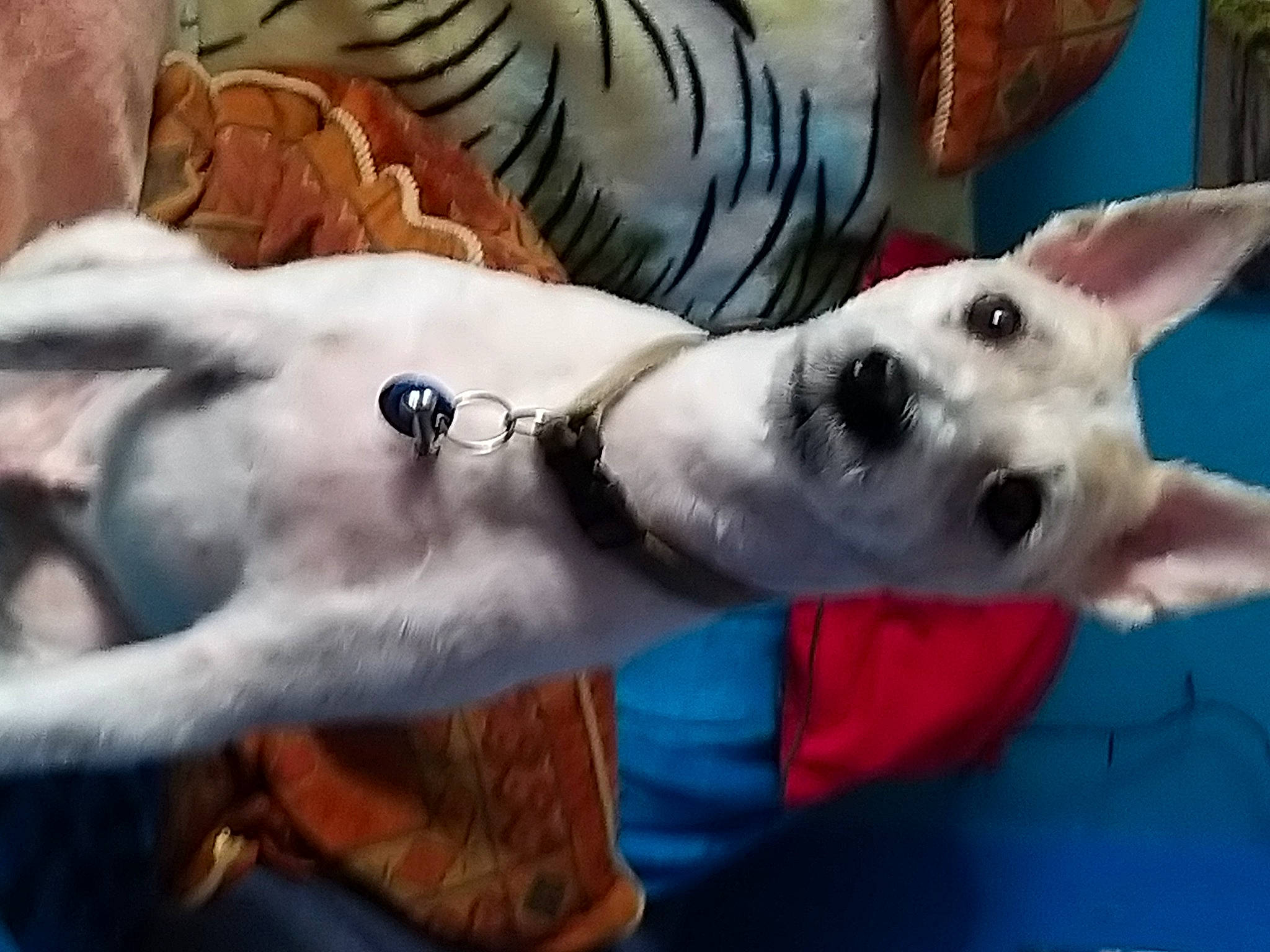 Homer is registered to the contest to win money with this photo: ancient_dog_breeds, art, canidae, carnivore, collar, companion_dog, dog, dog_breed, dog_collar, fawn, fur, giant_dog_breed, guard_dog, jaw, non_sporting_group, snout, sporting_group, sunglasses, whiskers, working_animal