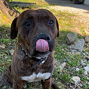 Ulysse a rejoint le concours — aidez-le/la à gagner de superbes lots ! dog, brindle, tongue_out, outdoor, grass, stones, collar, pet, animal, playful, sitting, nature, sunlight, tree, rustic_building, garden, daytime, mammal, cute, closeup