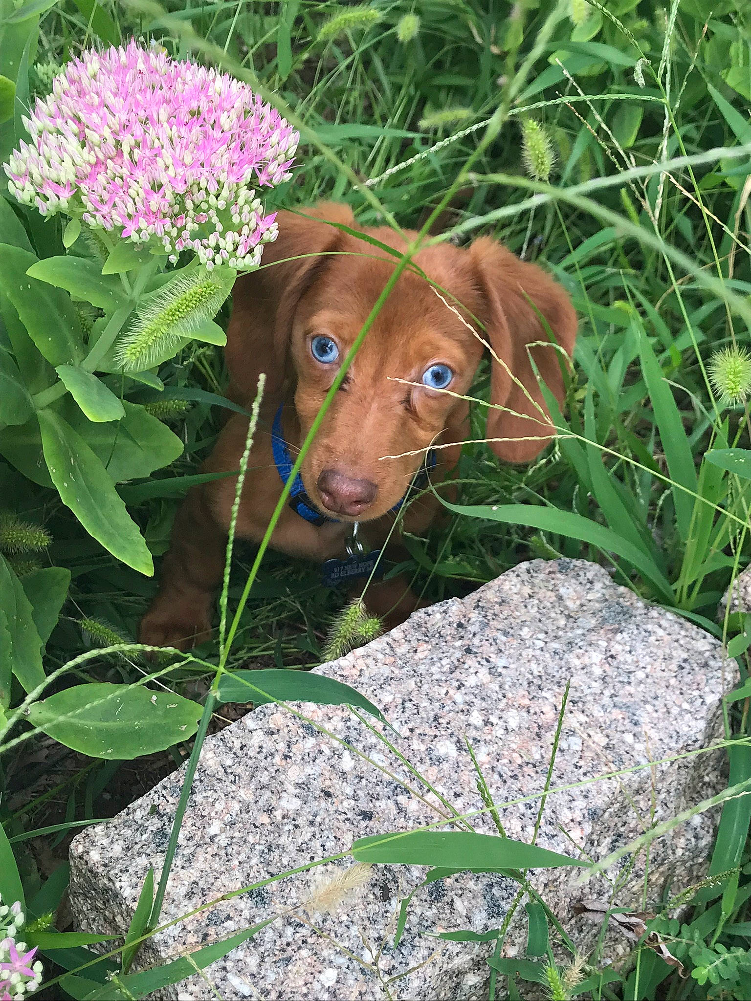 Bleu is registered to the contest to win money with this photo: canidae, carnivore, dachshund, dog, dog_breed, fawn, flower, grass, liver, mammal, plant, puppy, sporting_group, vizsla, wildflower