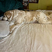 Bella Lynn Chase is registered to the contest to win money with this photo: dog, golden_retriever, bed, pillow, sleeping, fur, indoor, blanket, resting, canine, animal, cozy, furniture, medicine, bottle, yellow_wall, comfort, relaxation, domestic, home