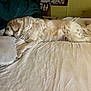 dog, golden_retriever, bed, pillow, sleeping, fur, indoor, blanket, resting, canine, animal, cozy, furniture, medicine, bottle, yellow_wall, comfort, relaxation, domestic, home