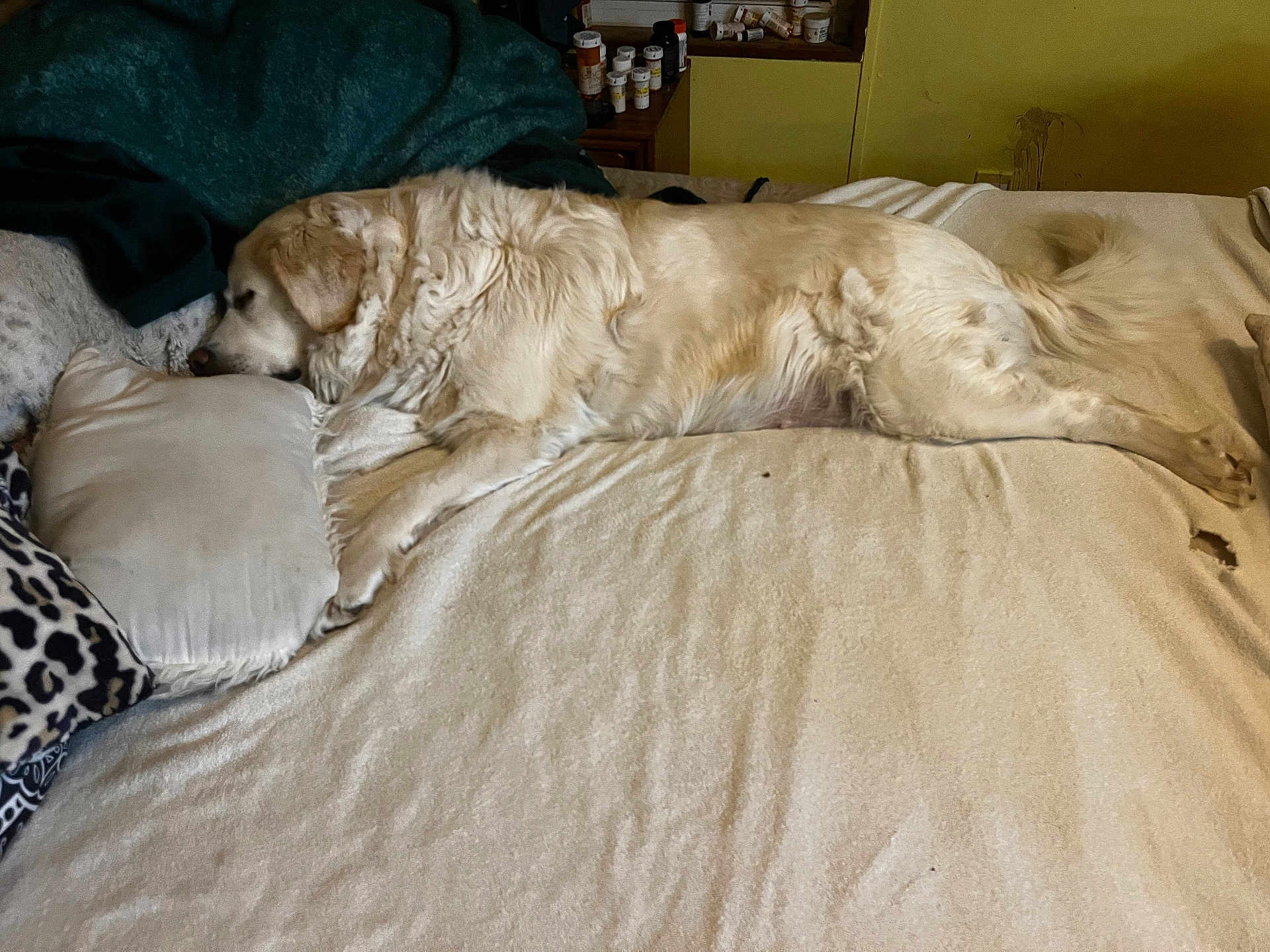 Bella Lynn Chase is registered to the contest to win money with this photo: dog, golden_retriever, bed, pillow, sleeping, fur, indoor, blanket, resting, canine, animal, cozy, furniture, medicine, bottle, yellow_wall, comfort, relaxation, domestic, home