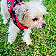 Lily participe au concours pour gagner de l'argent avec cette photo : dog, small_dog, fluffy, red_harness, leash, grass, greenery, outdoor, pet, animal, cute, fur, canine, nature, walking, daylight, alert, close_up, side_view, ground