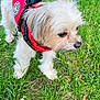 dog, small_dog, fluffy, red_harness, leash, grass, greenery, outdoor, pet, animal, cute, fur, canine, nature, walking, daylight, alert, close_up, side_view, ground