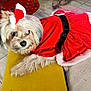 dog, pet, red_dress, holiday_outfit, indoor, tile_floor, yellow_surface, curious, furry, small_dog, costume, animal, cute, festive, relaxed, paw, tail, home, decor, casual