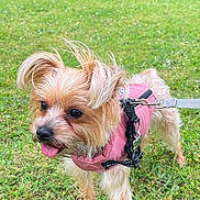 Charlotte a rejoint le concours — aidez-le/la à gagner de superbes lots ! dog, small_dog, pink_jacket, leash, grass, outdoor, nature, greenery, playful, tongue_out, ears_floppy, pet, canine, field, summer, walk, cute, fur, animal, happy