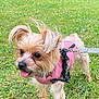 dog, small_dog, pink_jacket, leash, grass, outdoor, nature, greenery, playful, tongue_out, ears_floppy, pet, canine, field, summer, walk, cute, fur, animal, happy