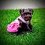 Naomi joined the competition — help win amazing prizes! puppy, dog, grass, pink_dress, bow, outdoor, pet, cute, black_fur, collar, heart_pattern, small_dog, animal, nature, sitting, young_dog, fluffy, adorable, summer, closeup