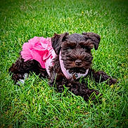 Naomi is registered to the contest to win money with this photo: puppy, dog, black_dog, tutu, pink_clothing, grass, outdoor, pet, cute, animal, young_dog, lying_down, fluffy, small_dog, adorable, nature, summer, greenery, playful, portrait