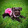 puppy, dog, black_dog, tutu, pink_clothing, grass, outdoor, pet, cute, animal, young_dog, lying_down, fluffy, small_dog, adorable, nature, summer, greenery, playful, portrait