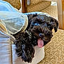 Naomi joined the competition — help win amazing prizes! puppy, dog, blue_eyes, black_fur, tongue_out, pet, cute, basket, indoor, furniture, chair, fabric, cozy, relaxed, close_up, animal, playful, tongue, young_dog, domestic_animal