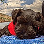 puppy, dog, sleeping, red_life_jacket, towel, outdoor, river, sky, clouds, rocks, nature, water, pet, closeup, resting, fur, nose, summer, relaxation, animal