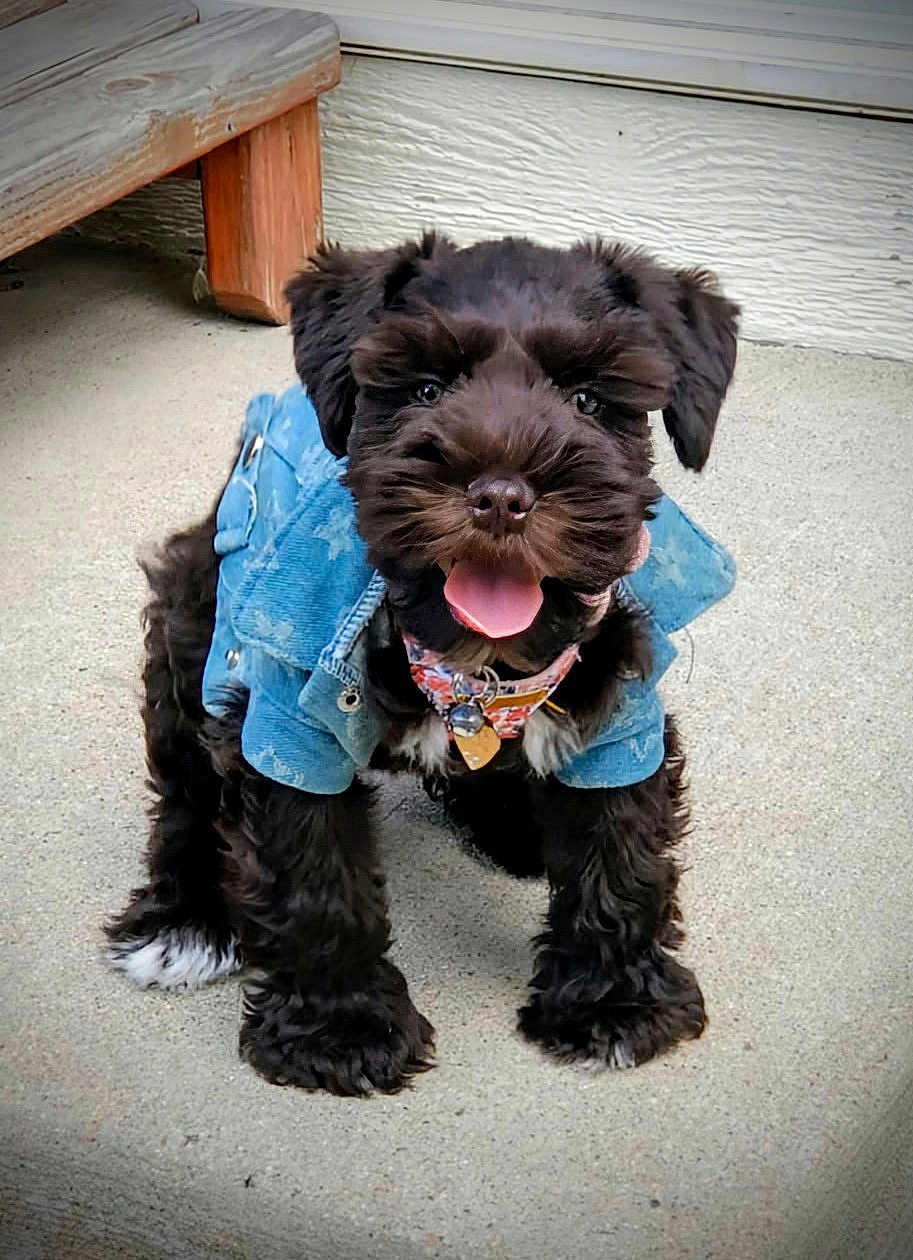Naomi joined the competition — help win amazing prizes! puppy, dog, denim_jacket, black_fur, tongue_out, happy, pet, cute, animal, sitting, collar, concrete_floor, outdoor, fur, small_dog, canine, pet_accessory, playful, friendly, adorable