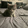 kitten, cat, bed, bedspread, gray, furry, indoor, pet, cute, small, animal, curious, fur, ears, portrait, domestic, cozy, home, furniture, wall
