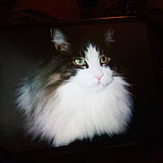 Samson joined the competition — help win amazing prizes! cat, black_and_white_cat, fluffy, longhaired, green_eyes, pink_nose, whiskers, animal, pet, portrait, closeup, feline, fur, white_chest, dark_background, screen, television, indoor, dramatic_lighting, staring