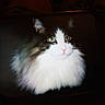 cat, black_and_white_cat, fluffy, longhaired, green_eyes, pink_nose, whiskers, animal, pet, portrait, closeup, feline, fur, white_chest, dark_background, screen, television, indoor, dramatic_lighting, staring