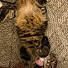 Biscuit joined the competition — help win amazing prizes! cat, fluffy, long_hair, furry, upside_down, lying_down, pet, animal, pink_bow, collar, carpet, indoor, home, human_leg, foot, playful, relaxed, portrait, tabby, whiskers