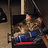 Biscuit is registered to the contest to win money with this photo: cat, tabby, fluffy, long_hair, pet, animal, feline, face, eyes, ears, whiskers, striped_fur, brown_fur, sitting, lounging, bunk_bed, blanket, bedroom, indoor, portrait