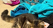 Biscuit joined the competition — help win amazing prizes! cat, tabby, fluffy, pet, collar, pink, carpet, indoor, laundry, clothes, towels, basket, hamper, home, floor, lying_down, furry, whiskers, brown, portrait
