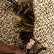 Biscuit is registered to the contest to win money with this photo: cat, cats, tabby, fluffy, sleeping, resting, pink_bow, collar, carpet, indoors, pet, furry, striped, lying_down, relaxed, cute, animal, human_leg, home, closeup