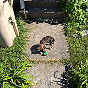 Hazel joined the competition — help win amazing prizes! puppy, dog, toy, chew_toy, outdoor, sunlight, concrete, pathway, steps, garden, plants, grass, shadows, brown_fur, collar, playing, small_dog, backyard, daylight, portrait