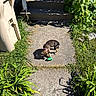 puppy, dog, toy, chew_toy, outdoor, sunlight, concrete, pathway, steps, garden, plants, grass, shadows, brown_fur, collar, playing, small_dog, backyard, daylight, portrait