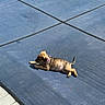Hazel joined the competition — help win amazing prizes! dog, puppy, pet, animal, lying_down, relaxed, outdoor, sunlight, trampoline, backyard, blue_surface, collar, pink_collar, brown_fur, small_dog, tail, paws, shadow, play_area, photography