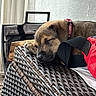 Hazel joined the competition — help win amazing prizes! puppy, dog, sleeping, brindle, collar, harness, pink, red, woven_chair, patio, outdoor, relaxed, resting, cute, pet, animal, brown, black, furniture, portrait