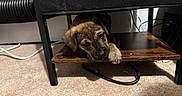 Hazel is registered to the contest to win money with this photo: puppy, dog, brown_fur, sleepy, cute, animal, paw, shelf, table, furniture, indoors, carpet, home, cables, black_furniture, wood, portrait, resting, lying_down, cozy