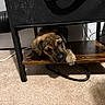 puppy, dog, brown_fur, sleepy, cute, animal, paw, shelf, table, furniture, indoors, carpet, home, cables, black_furniture, wood, portrait, resting, lying_down, cozy