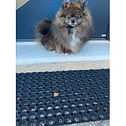Baloo a rejoint le concours — aidez-le/la à gagner de superbes lots ! dog, pomeranian, fluffy, pet, animal, door, doormat, outdoor, step, fur, small_dog, guard, waiting, cute, canine, portrait, brown_fur, white_fur, face, ears