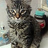 animal, bathroom, bottles, cat, countertop, ears, eyes, face, fluffy, fur, indoor, kitten, long_hair, pet, portrait, sink, sitting, soap_dispenser, tabby, whiskers