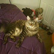 Sweet Boy is registered to the contest to win money with this photo: animal, bed, blanket, cat, domestic, floor, fur, furniture, home, indoor, laundry_basket, looking, pet, pet_bowls, purple, relaxed, resting, shoes, tabby, whiskers