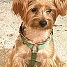 animal, brown_fur, carpet, dog, energy_label, eyes, face, green_harness, home, indoor, long_hair, nose, pet, phone_interface, photograph, portrait, puppy, shaggy, sitting, small_dog