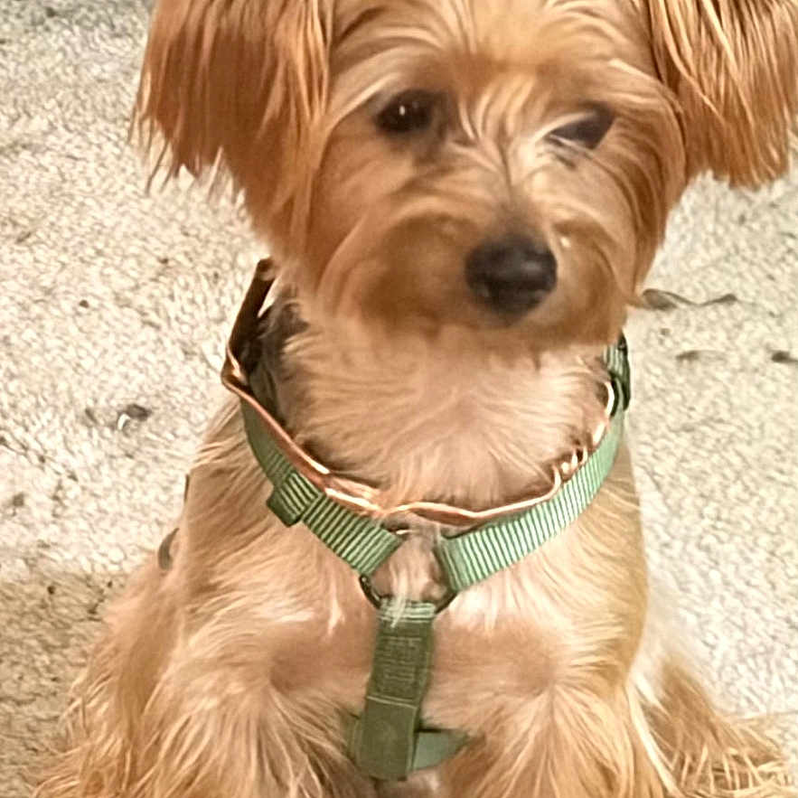 Rockie