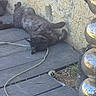 cat, black_cat, outdoor, wooden_planks, wall, string, relaxed, sunlight, decorative_object, sphere, texture, shadow, grass, plant, nature, pet, animal, resting, daylight, closeup