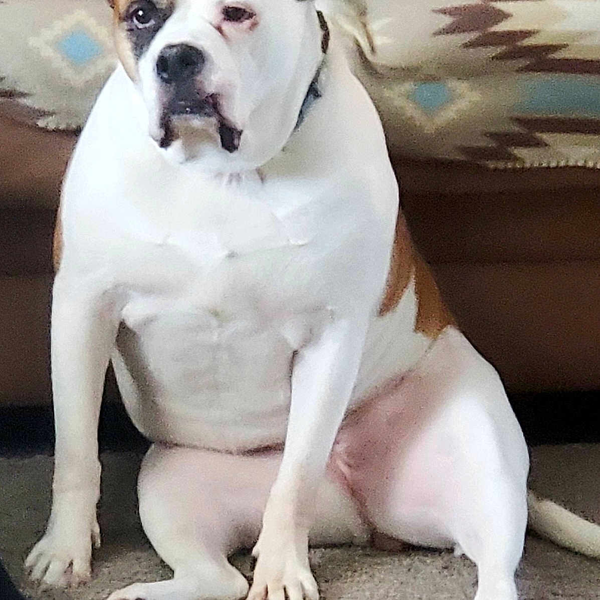 Willow is registered to the contest to win money with this photo: animal, brown, canine, carpet, companion, couch, cute, dog, domestic, expression, face, fur, furniture, home, indoor, paw, pet, relaxed, sitting, white