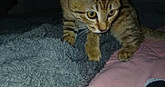 Louuie joined the competition — help win amazing prizes! cat, kitten, tabby, animal, pet, indoor, blanket, fabric, pink, gray, fur, whiskers, paws, bed, cozy, cute, small, curious, young, feline