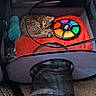 Louuie is registered to the contest to win money with this photo: cat, tabby, sleeping, playpen, mesh, blanket, red, toy, colorful, simon_game, indoor, pet, cozy, resting, feline, cushion, carpet, soft_toy, home, nap