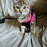 cat, clothing, curious, cute, domestic_animal, ears, eyes, fabric, feline, indoor, kitten, pet, portrait, remote_control, sitting, small, tabby, vest, whiskers, young